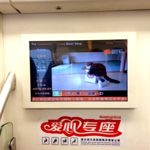 Katzenvideos. In der U-Bahn.